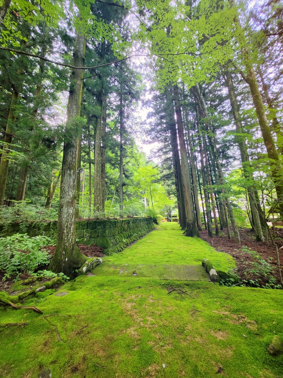 長野縣駒根市 名勝庭園光前寺。莊嚴的寺廟、苔之古道、巨大的杉木林、還有夏季的繡球花 - 第6張圖 長野縣駒根市 名勝庭園光前寺。莊嚴的寺廟、苔之古道、巨大的杉木林、還有夏季的繡球花