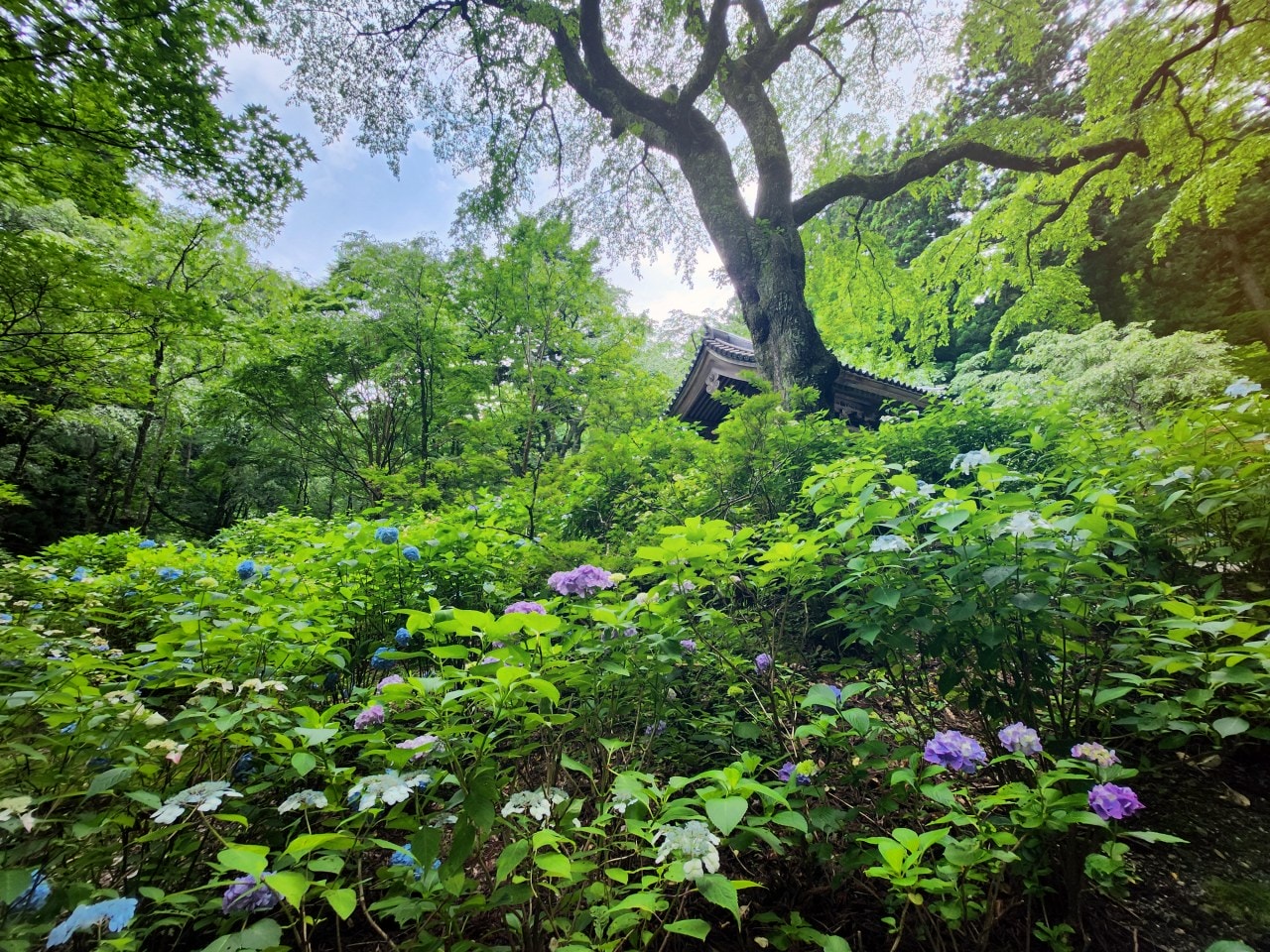 長野縣駒根市 名勝庭園光前寺。莊嚴的寺廟、苔之古道、巨大的杉木林、還有夏季的繡球花 - 第8張圖 長野縣駒根市 名勝庭園光前寺。莊嚴的寺廟、苔之古道、巨大的杉木林、還有夏季的繡球花