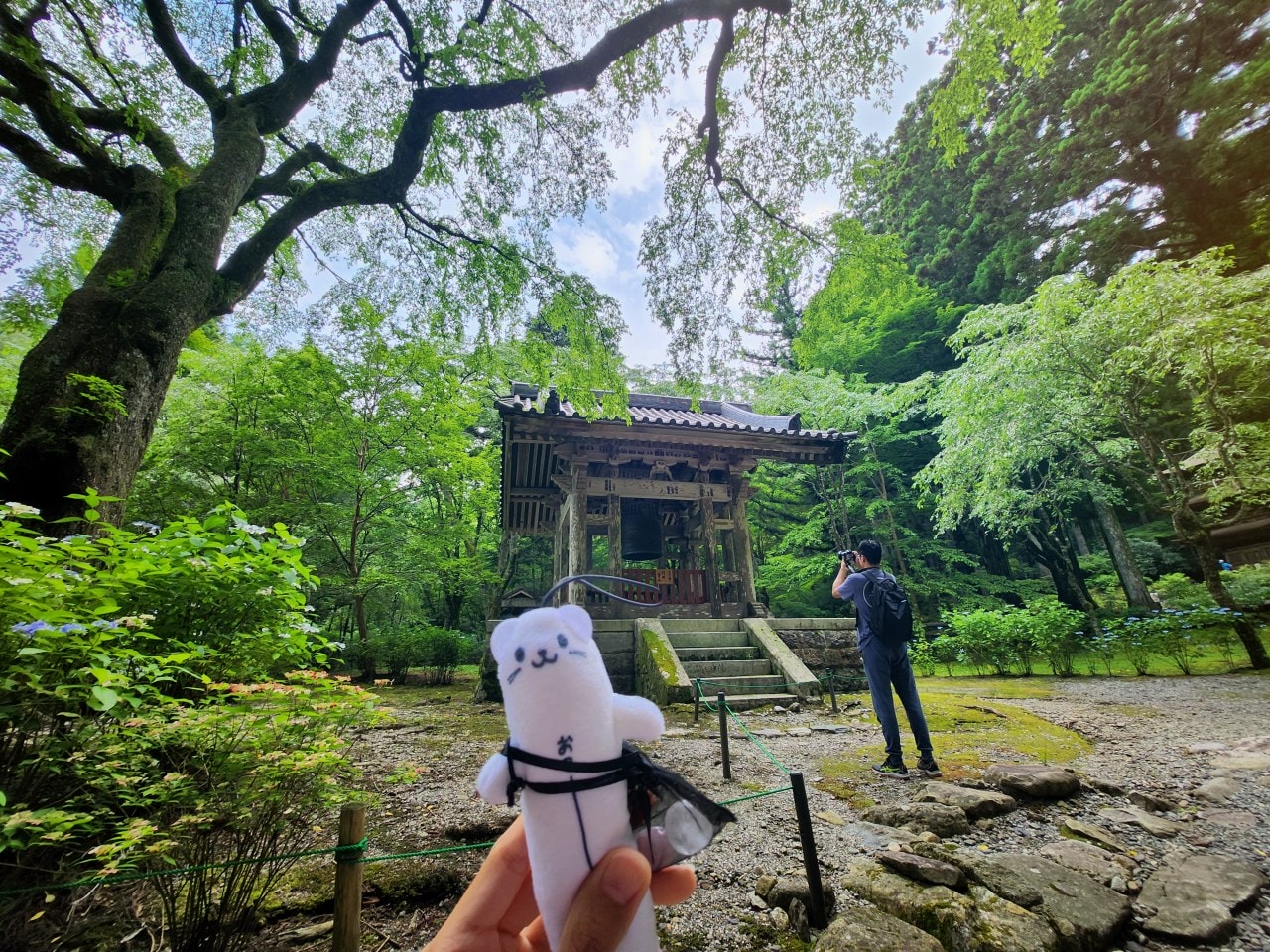 長野縣駒根市 名勝庭園光前寺。莊嚴的寺廟、苔之古道、巨大的杉木林、還有夏季的繡球花 - 第10張圖 長野縣駒根市 名勝庭園光前寺。莊嚴的寺廟、苔之古道、巨大的杉木林、還有夏季的繡球花