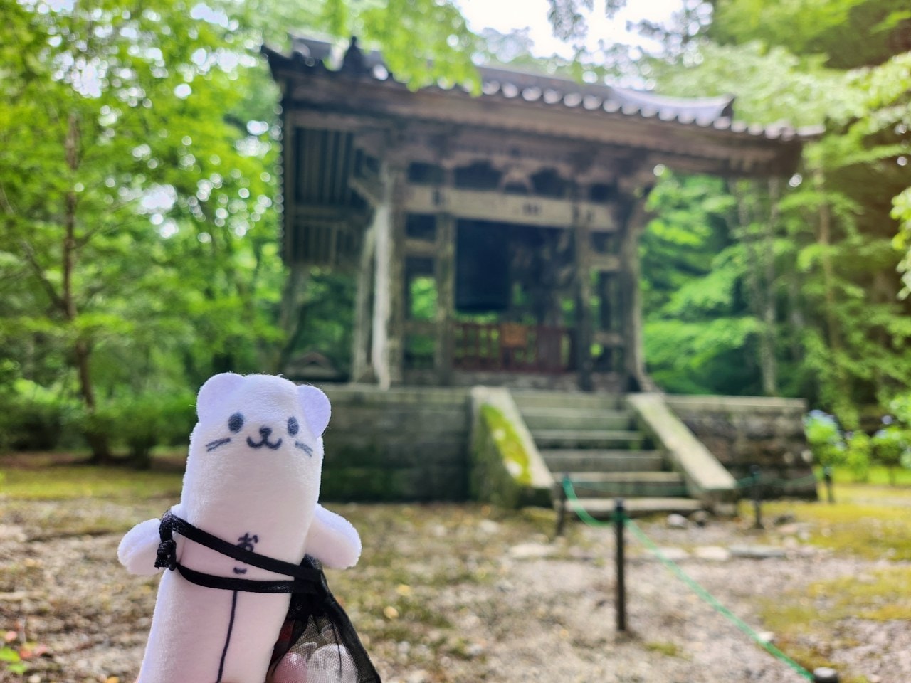 長野縣駒根市 名勝庭園光前寺。莊嚴的寺廟、苔之古道、巨大的杉木林、還有夏季的繡球花 - 第11張圖 長野縣駒根市 名勝庭園光前寺。莊嚴的寺廟、苔之古道、巨大的杉木林、還有夏季的繡球花