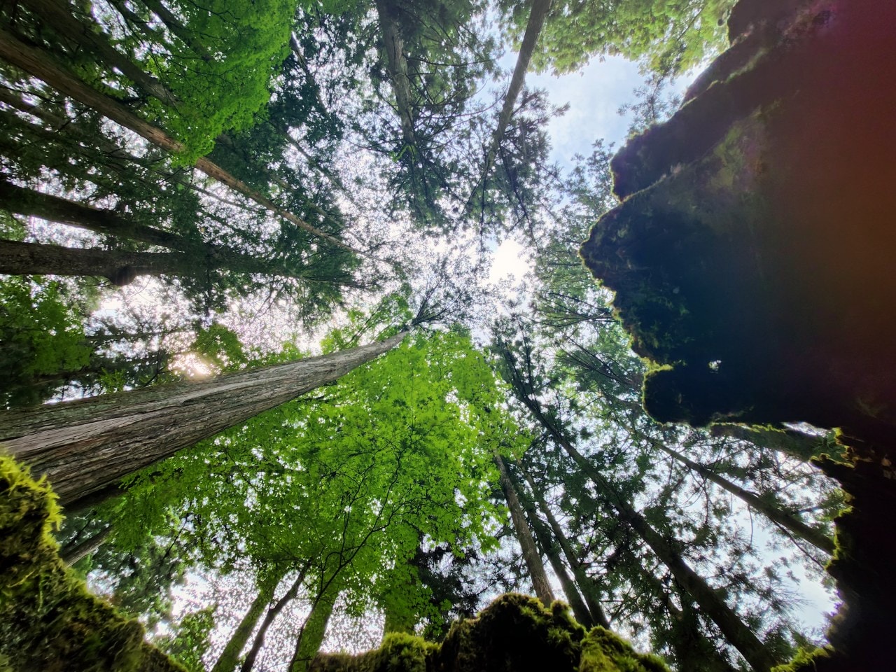 長野縣駒根市 名勝庭園光前寺。莊嚴的寺廟、苔之古道、巨大的杉木林、還有夏季的繡球花 - 第13張圖 長野縣駒根市 名勝庭園光前寺。莊嚴的寺廟、苔之古道、巨大的杉木林、還有夏季的繡球花
