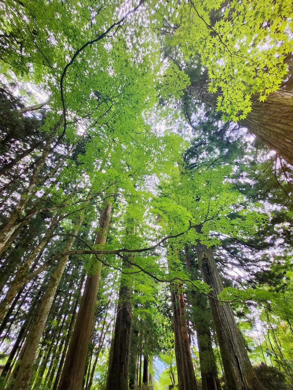 長野縣駒根市 名勝庭園光前寺。莊嚴的寺廟、苔之古道、巨大的杉木林、還有夏季的繡球花 - 第19張圖 長野縣駒根市 名勝庭園光前寺。莊嚴的寺廟、苔之古道、巨大的杉木林、還有夏季的繡球花