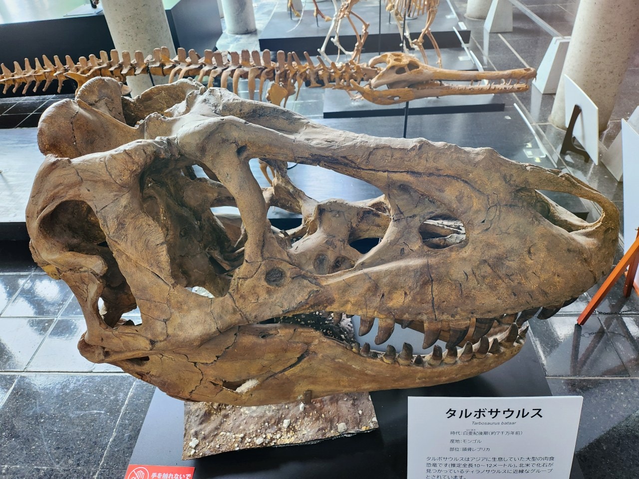 長野縣 飯田市美術博物館。建築在飯田城遺址上的現代美術館，內有巨型恐龍化石展覽