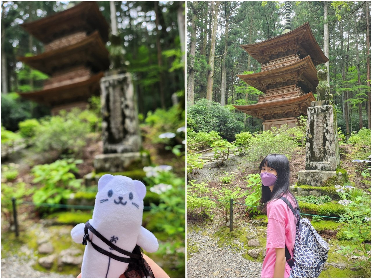 長野縣駒根市 名勝庭園光前寺。莊嚴的寺廟、苔之古道、巨大的杉木林、還有夏季的繡球花 - 第12張圖 長野縣駒根市 名勝庭園光前寺。莊嚴的寺廟、苔之古道、巨大的杉木林、還有夏季的繡球花