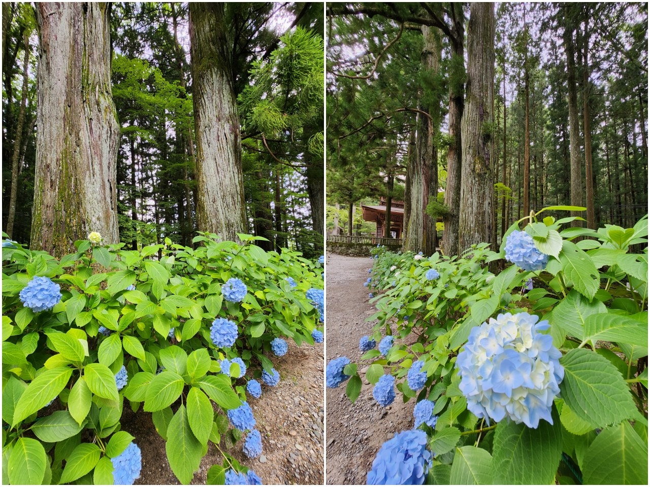 長野縣駒根市 名勝庭園光前寺。莊嚴的寺廟、苔之古道、巨大的杉木林、還有夏季的繡球花 - 第9張圖 長野縣駒根市 名勝庭園光前寺。莊嚴的寺廟、苔之古道、巨大的杉木林、還有夏季的繡球花
