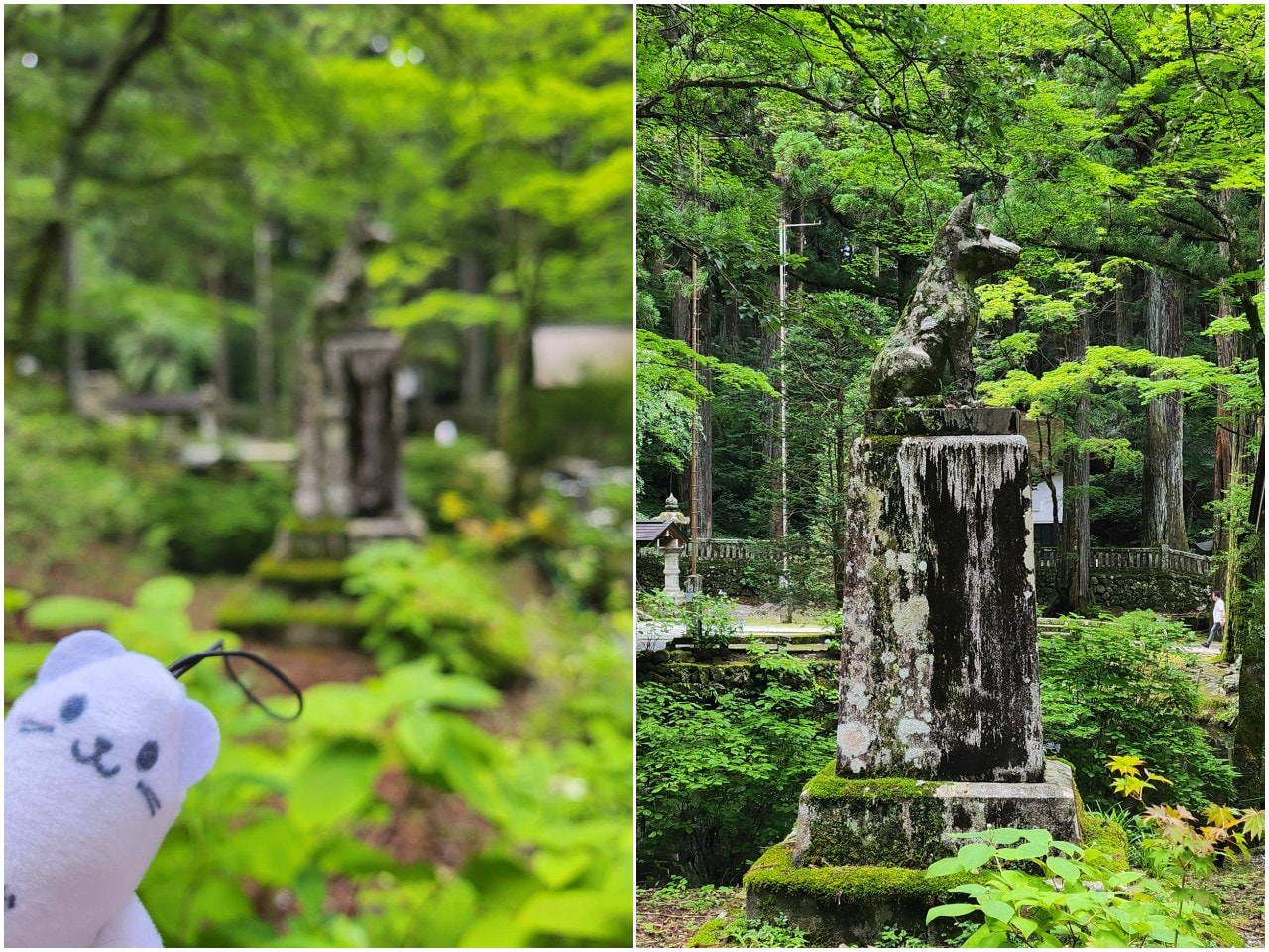 長野縣駒根市 名勝庭園光前寺。莊嚴的寺廟、苔之古道、巨大的杉木林、還有夏季的繡球花 - 第20張圖 長野縣駒根市 名勝庭園光前寺。莊嚴的寺廟、苔之古道、巨大的杉木林、還有夏季的繡球花
