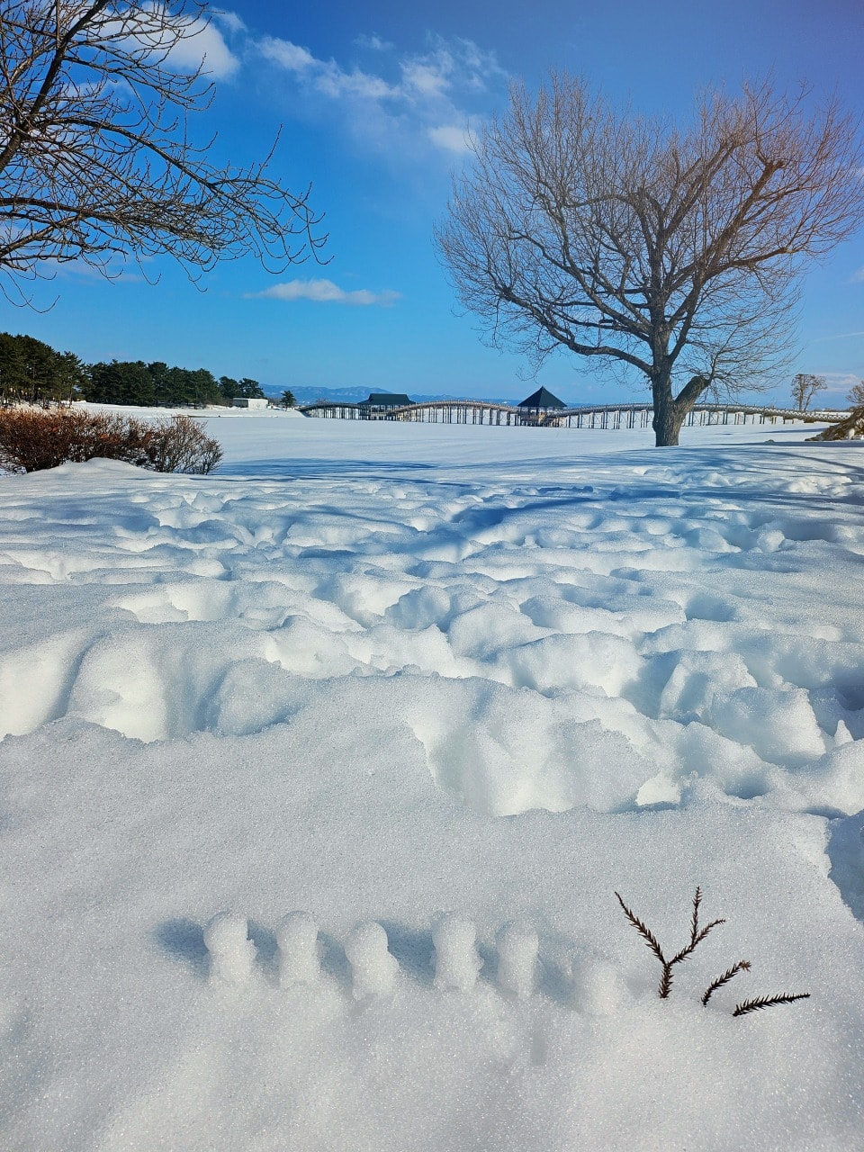 2025 冬季 青森、北海道賞雪與滑雪之旅 行程筆記 - 第6張圖 2025 冬季 青森、北海道賞雪與滑雪之旅 行程筆記