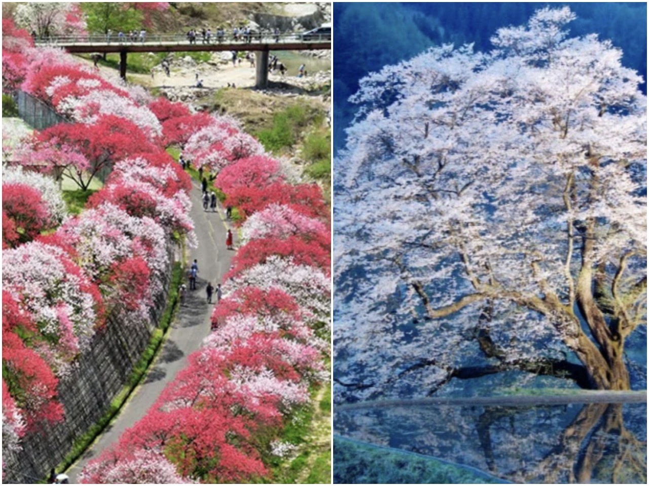 天然溫泉 阿智 星落旅館山星 Hotel & Glamp Yamaboshi。彷彿住進米其林等級餐廳之中，可以享受溫泉，也有豪華露營方案可選擇。設施與環境篇
