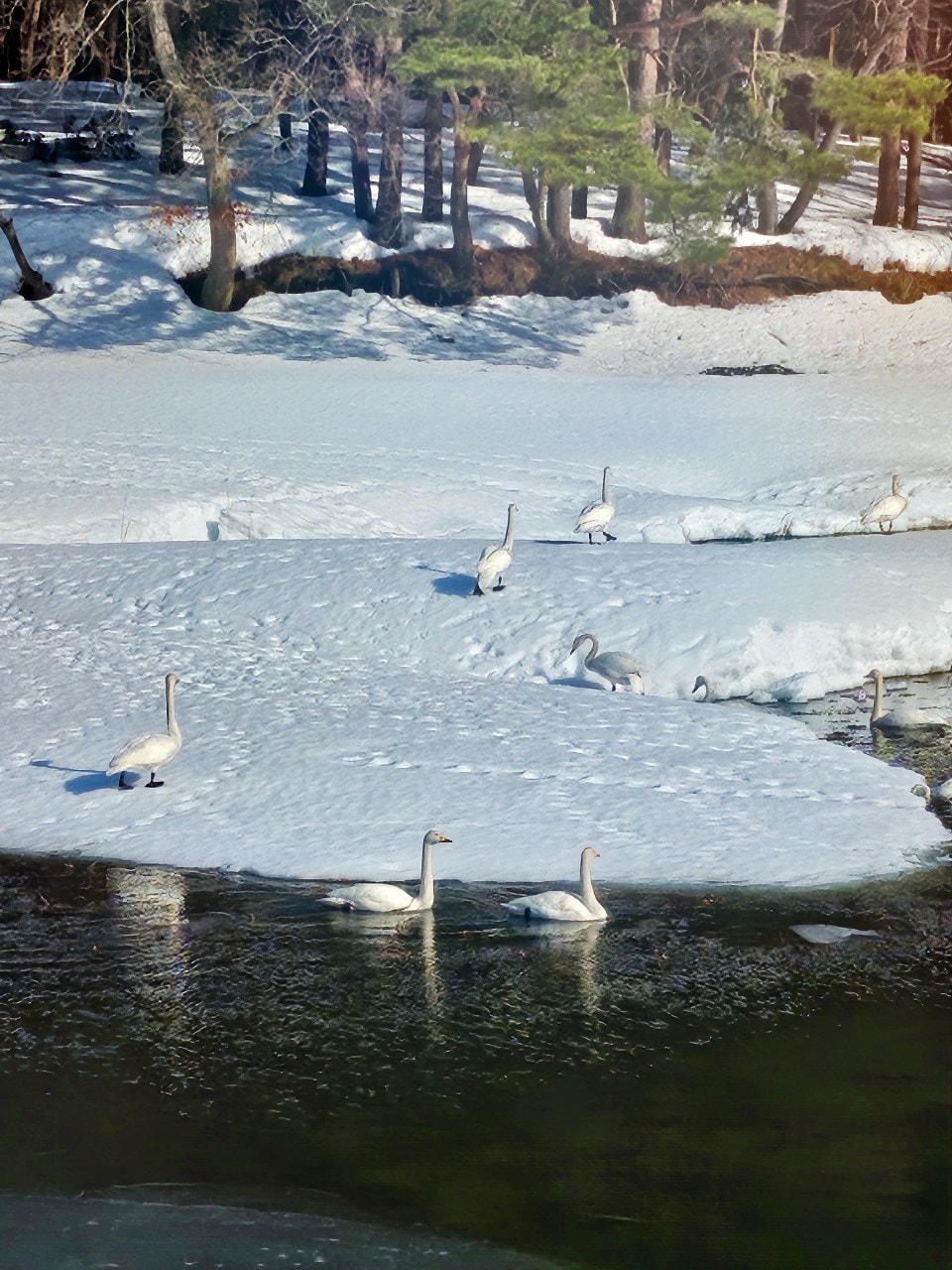 雪中的青森縣 鶴之舞橋。在津輕富士見湖的湖水和雄偉壯麗岩木山襯托之下,優美的橋身猶如飛舞於空中的鶴一般 - 第3張圖 雪中的青森縣 鶴之舞橋。在津輕富士見湖的湖水和雄偉壯麗岩木山襯托之下,優美的橋身猶如飛舞於空中的鶴一般