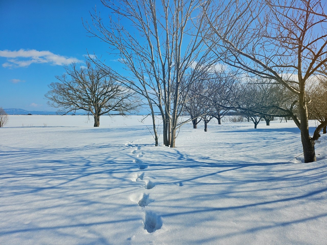 雪中的青森縣 鶴之舞橋。在津輕富士見湖的湖水和雄偉壯麗岩木山襯托之下,優美的橋身猶如飛舞於空中的鶴一般 - 第8張圖 雪中的青森縣 鶴之舞橋。在津輕富士見湖的湖水和雄偉壯麗岩木山襯托之下,優美的橋身猶如飛舞於空中的鶴一般