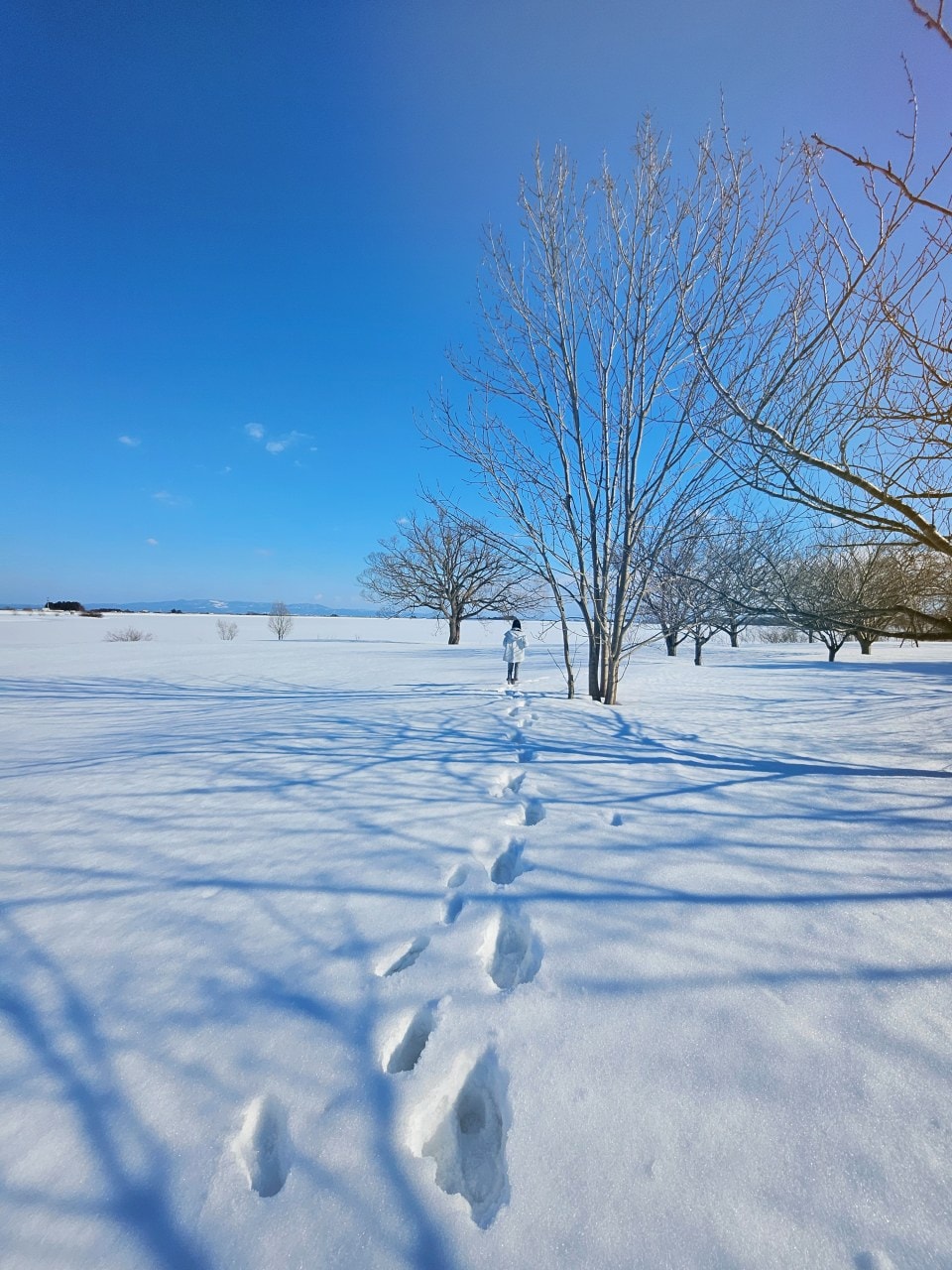 雪中的青森縣 鶴之舞橋。在津輕富士見湖的湖水和雄偉壯麗岩木山襯托之下,優美的橋身猶如飛舞於空中的鶴一般 - 第10張圖 雪中的青森縣 鶴之舞橋。在津輕富士見湖的湖水和雄偉壯麗岩木山襯托之下,優美的橋身猶如飛舞於空中的鶴一般
