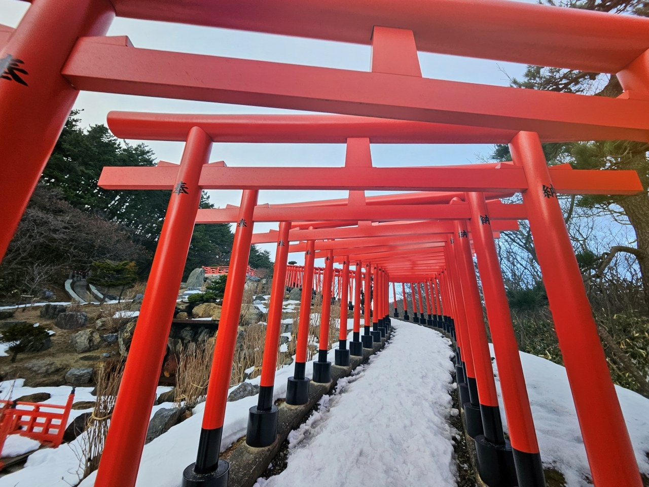 青森縣高山稻荷神社。充滿獨特氛圍的秘境神社，夢幻日式庭園中的千本鳥居雪景。