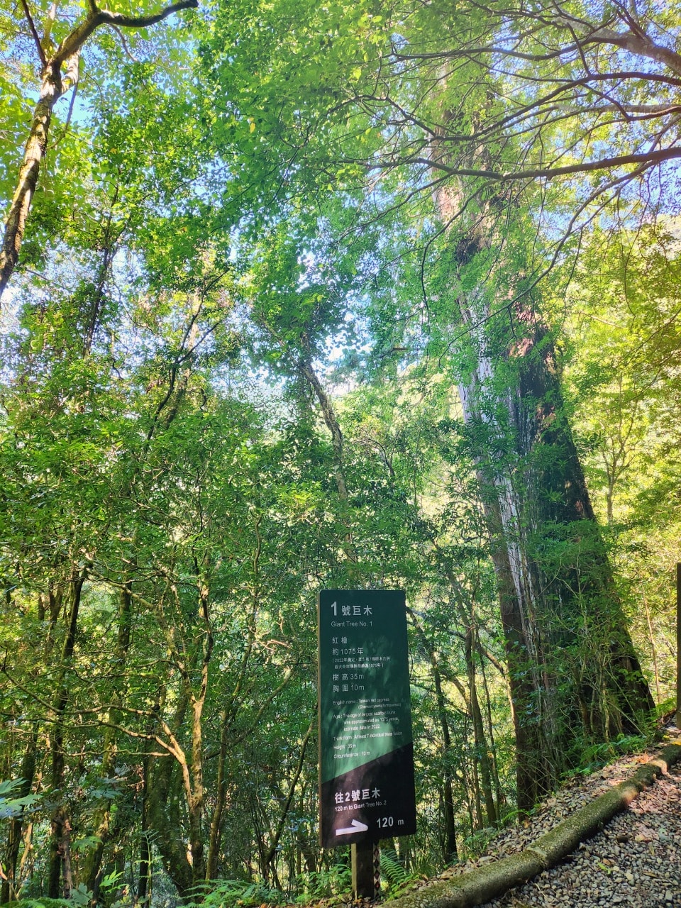 桃園復興 拉拉山巨木區/森林遊樂區。避暑勝地 拉拉山神木群步道路線圖、健行時間、可親水區域、遊客中心餐飲和兒童遊戲區
