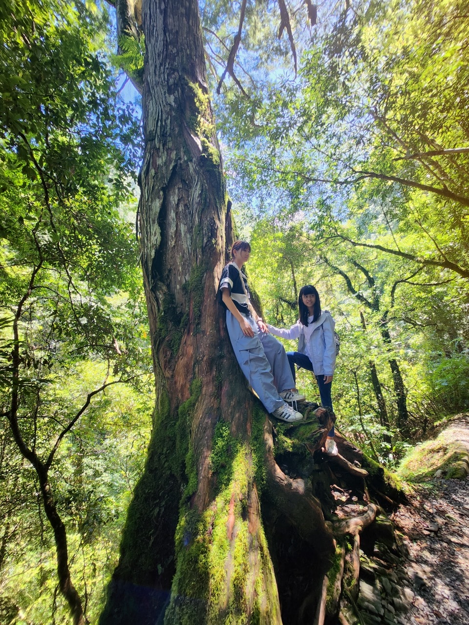 桃園復興 拉拉山巨木區/森林遊樂區。避暑勝地 拉拉山神木群步道路線圖、健行時間、可親水區域、遊客中心餐飲和兒童遊戲區