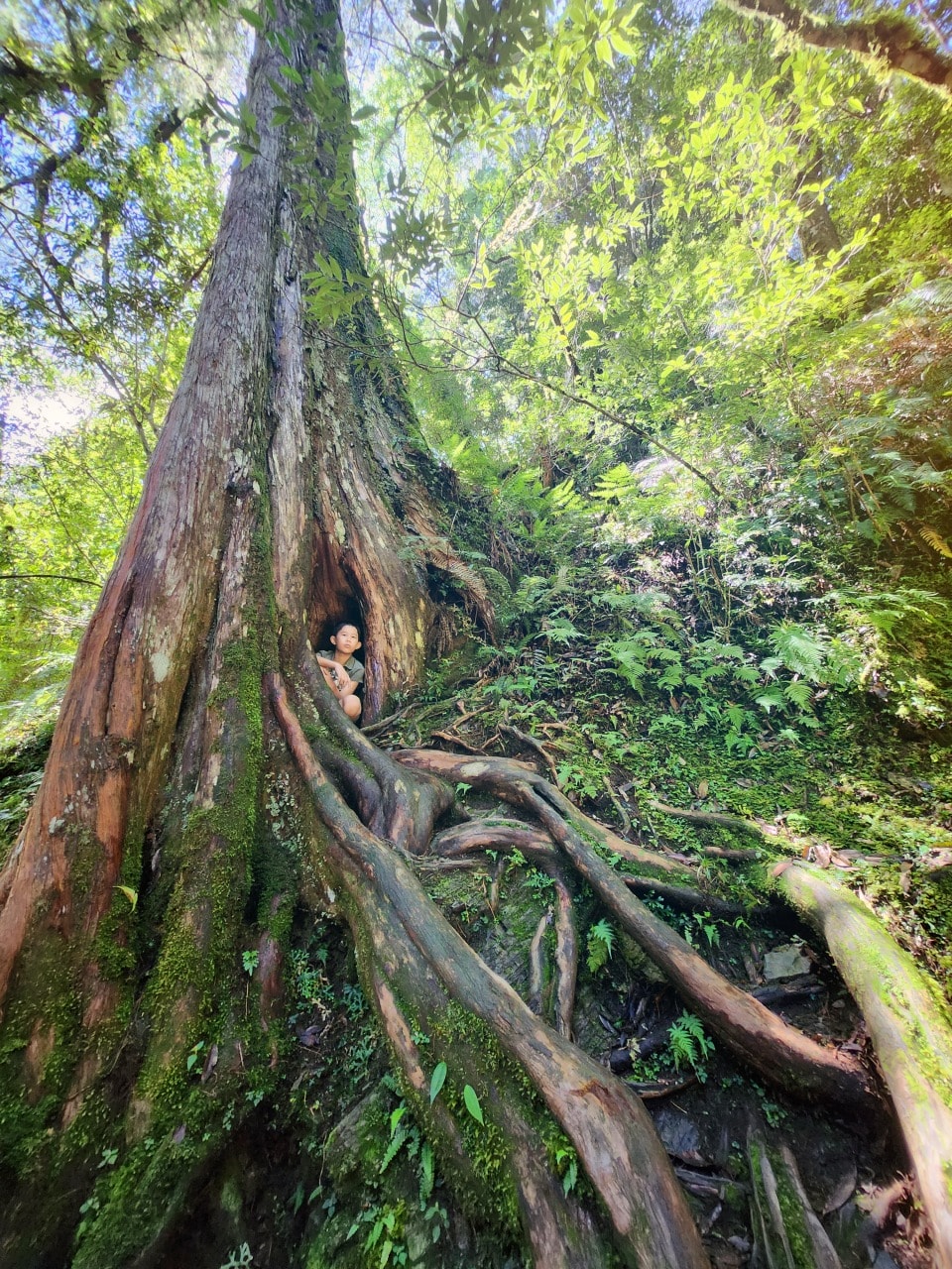 桃園復興 拉拉山巨木區/森林遊樂區。避暑勝地 拉拉山神木群步道路線圖、健行時間、可親水區域、遊客中心餐飲和兒童遊戲區