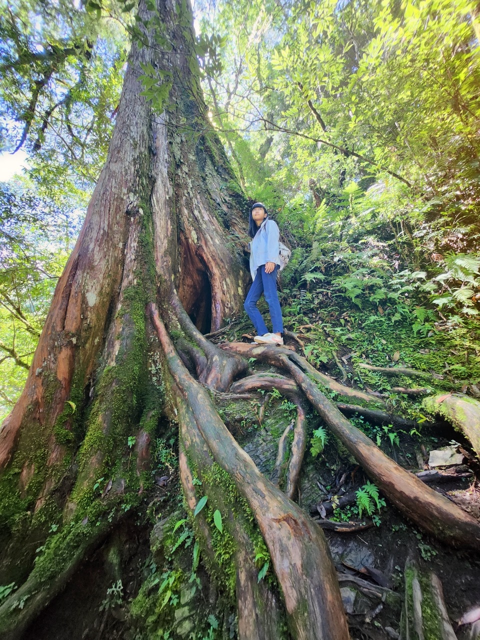 桃園復興 拉拉山巨木區/森林遊樂區。避暑勝地 拉拉山神木群步道路線圖、健行時間、可親水區域、遊客中心餐飲和兒童遊戲區