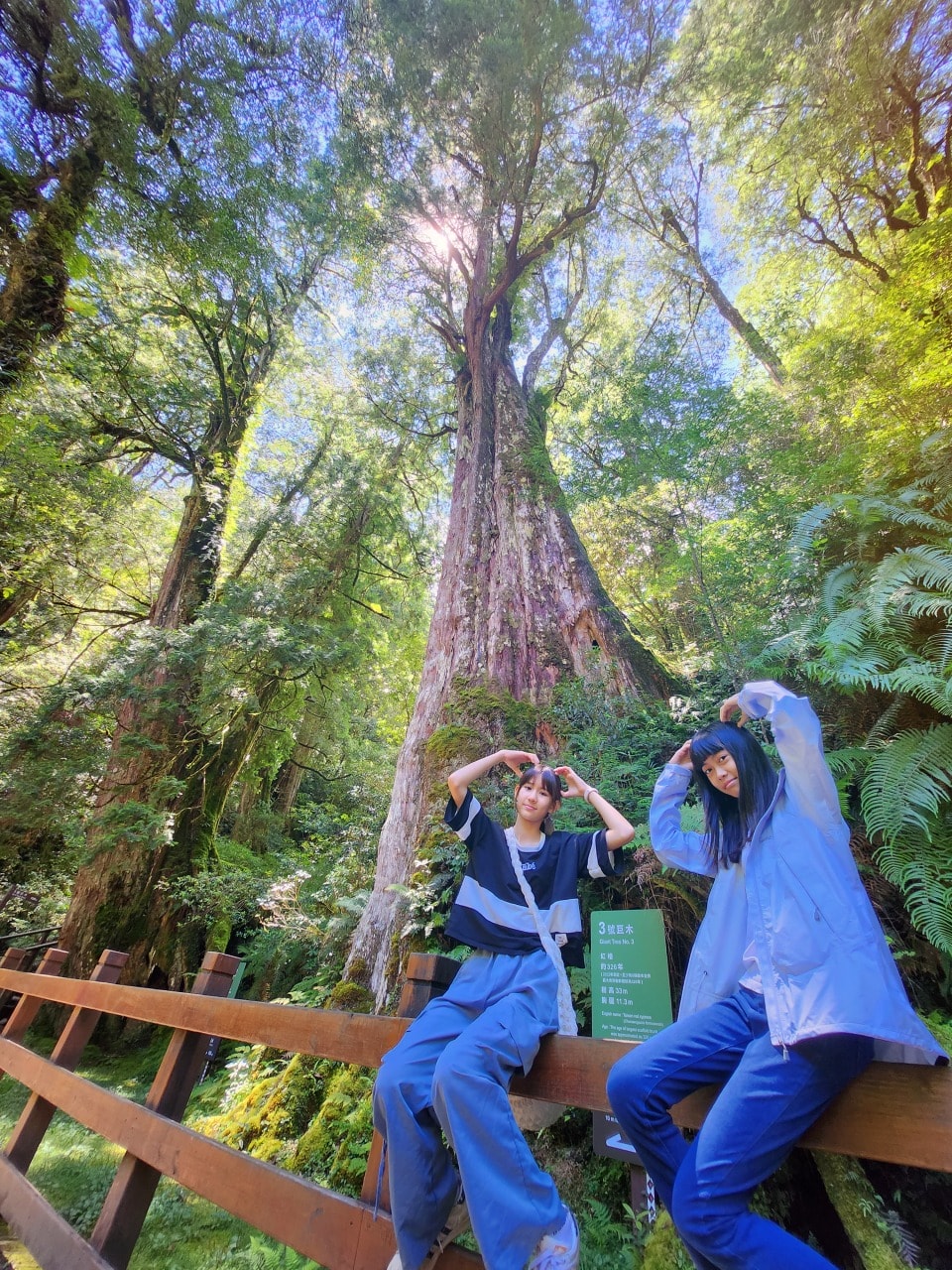 桃園復興 拉拉山巨木區/森林遊樂區。避暑勝地 拉拉山神木群步道路線圖、健行時間、可親水區域、遊客中心餐飲和兒童遊戲區