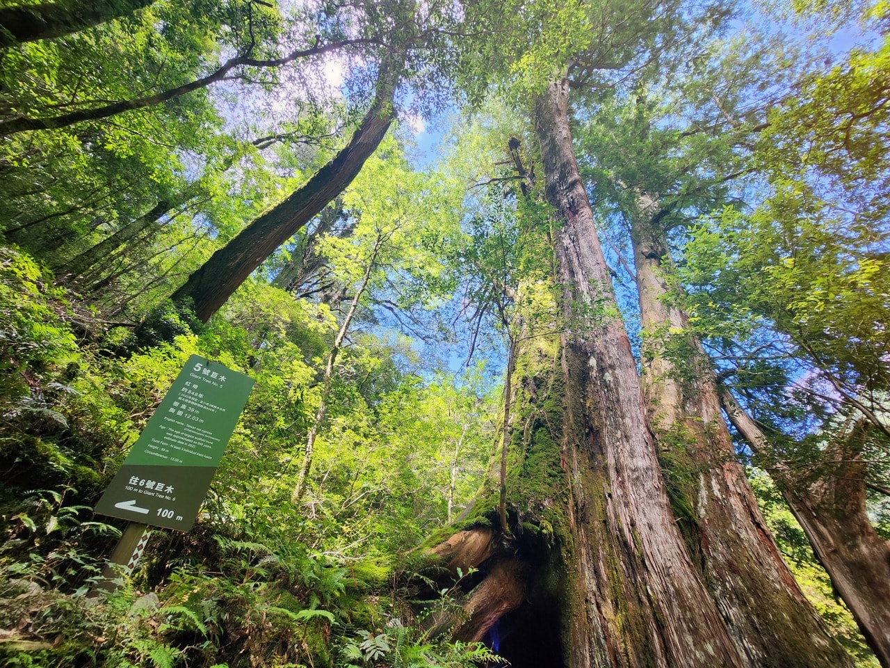 桃園復興 拉拉山巨木區/森林遊樂區。避暑勝地 拉拉山神木群步道路線圖、健行時間、可親水區域、遊客中心餐飲和兒童遊戲區
