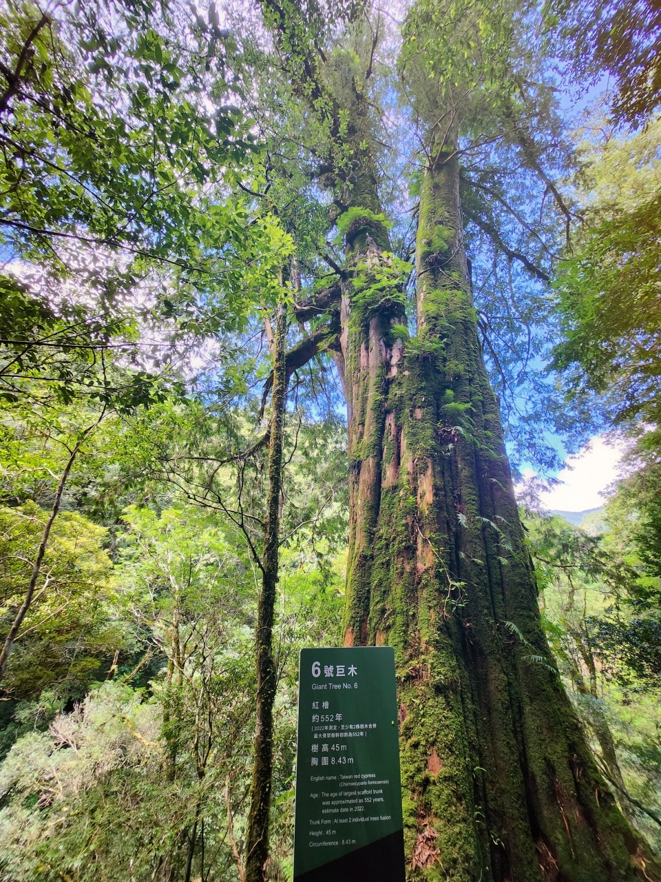 桃園復興 拉拉山巨木區/森林遊樂區。避暑勝地 拉拉山神木群步道路線圖、健行時間、可親水區域、遊客中心餐飲和兒童遊戲區