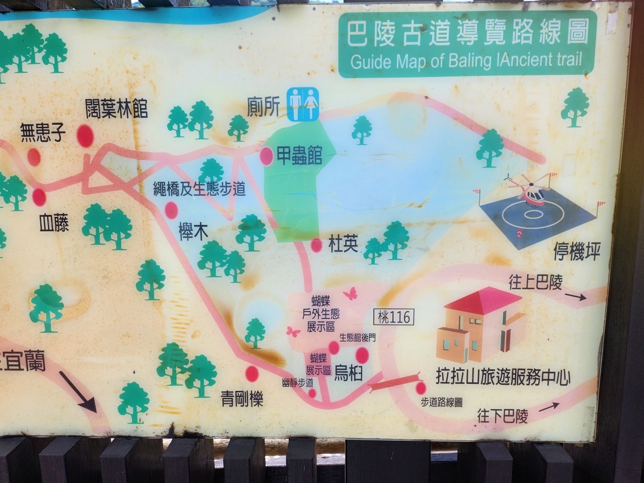 桃園復興 巴陵古道生態園區。探索12公尺高的生態探險繩索橋。