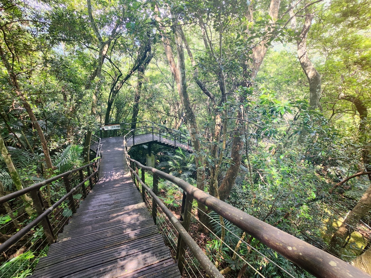 桃園復興 巴陵古道生態園區。探索12公尺高的生態探險繩索橋。