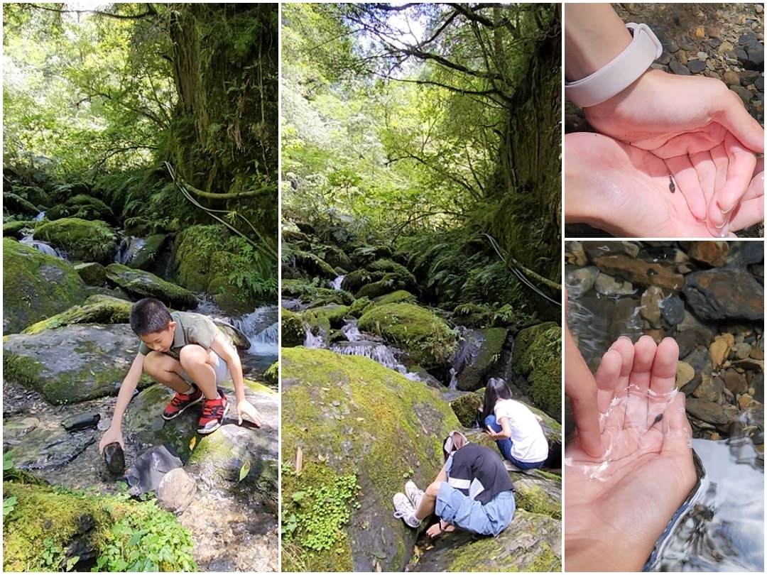 桃園復興 拉拉山巨木區/森林遊樂區。避暑勝地 拉拉山神木群步道路線圖、健行時間、可親水區域、遊客中心餐飲和兒童遊戲區