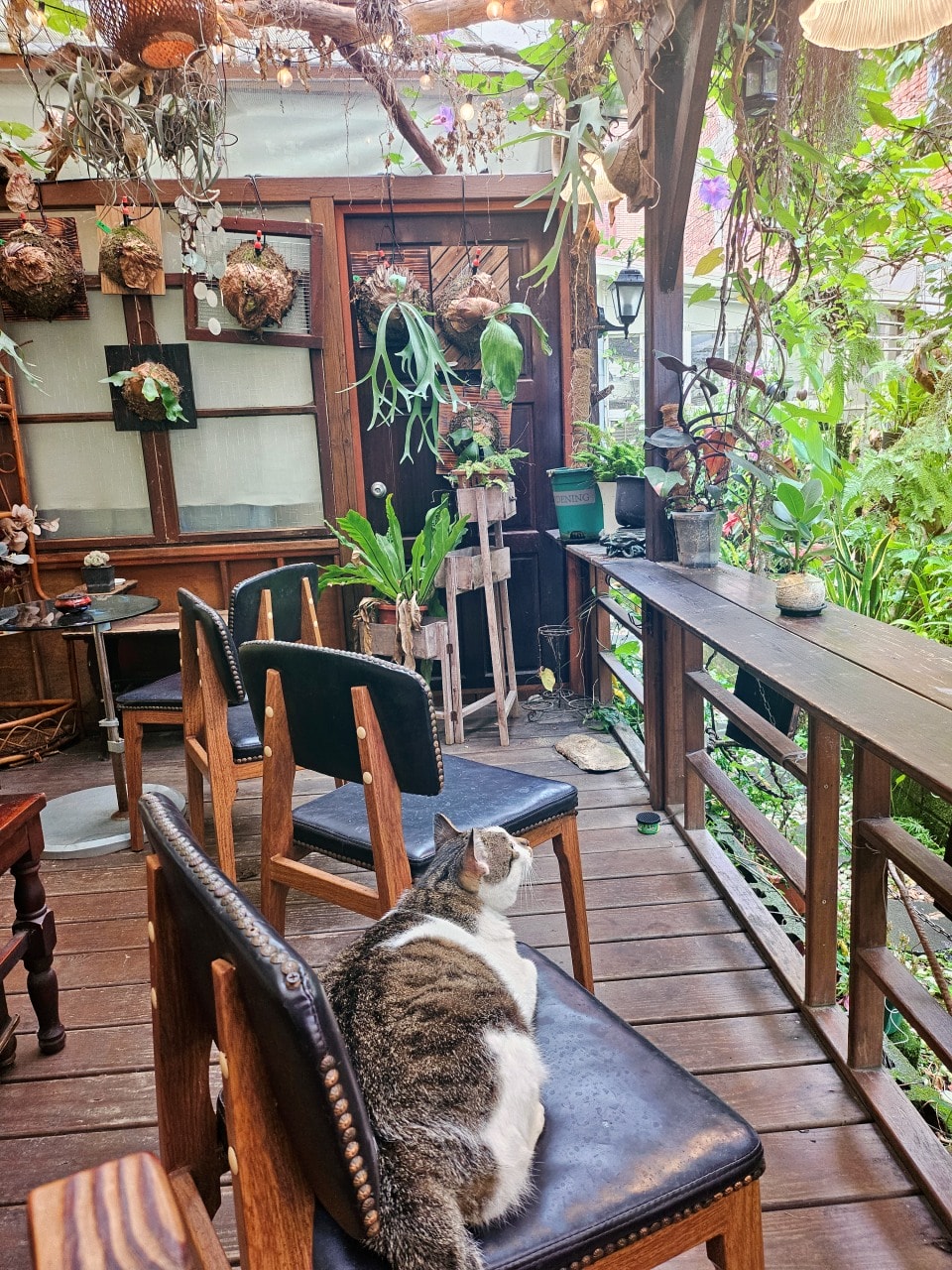 中壢森林系咖啡廳。艸緣 女巫焙煎所。帶點奇幻氛圍，充滿植栽和貓咪的小小療癒空間