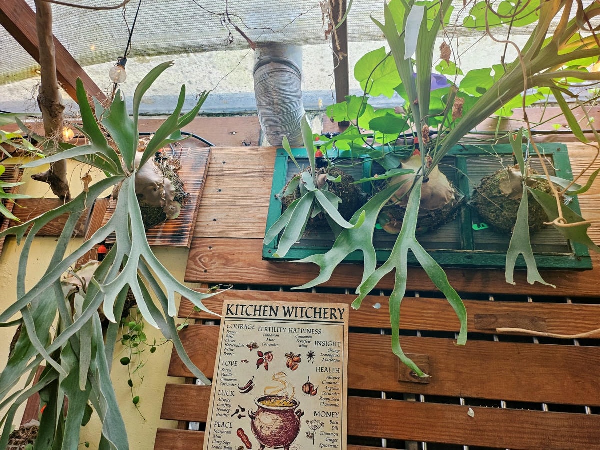 中壢森林系咖啡廳。艸緣 女巫焙煎所。帶點奇幻氛圍，充滿植栽和貓咪的小小療癒空間