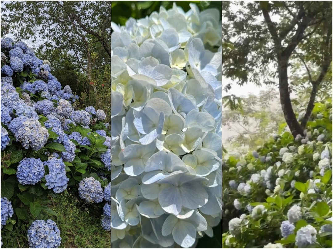 全台人氣繡球花景點推薦。台北、新北、桃園、宜蘭、苗栗、台中繡球花賞花地圖。初夏最夢幻浪漫的花海之約。 - 第3張圖 全台人氣繡球花景點推薦。台北、新北、桃園、宜蘭、苗栗、台中繡球花賞花地圖。初夏最夢幻浪漫的花海之約。