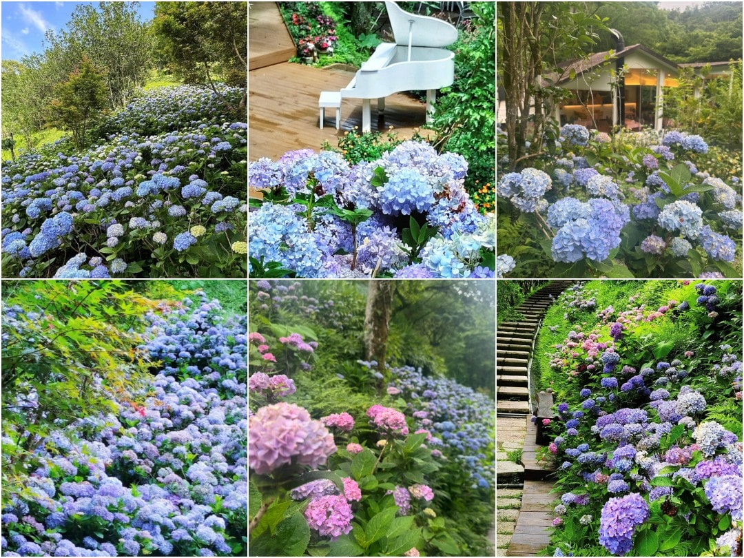 全台人氣繡球花景點推薦。台北、新北、桃園、宜蘭、苗栗、台中繡球花賞花地圖。初夏最夢幻浪漫的花海之約。 - 第4張圖 全台人氣繡球花景點推薦。台北、新北、桃園、宜蘭、苗栗、台中繡球花賞花地圖。初夏最夢幻浪漫的花海之約。