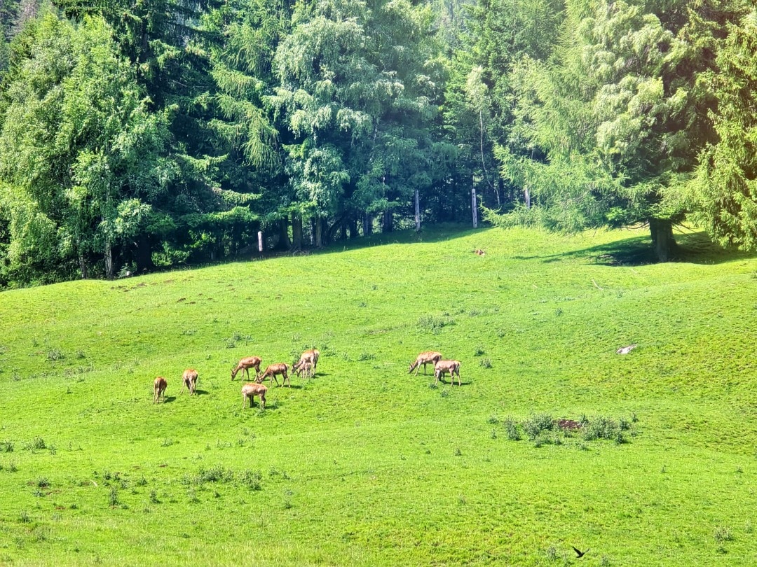 義大利 多洛米蒂景點 Parco Cervi Sompunt – Alta Badia。免費景點，風景如畫的鹿園，可以欣賞梅花鹿群和迷人景緻