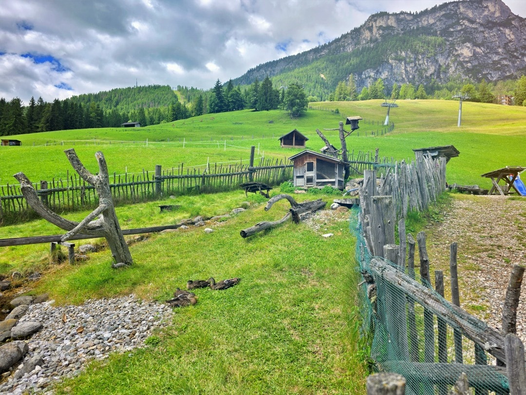 義大利 多洛米蒂景點 Parco Cervi Sompunt – Alta Badia。免費景點，風景如畫的鹿園，可以欣賞梅花鹿群和迷人景緻