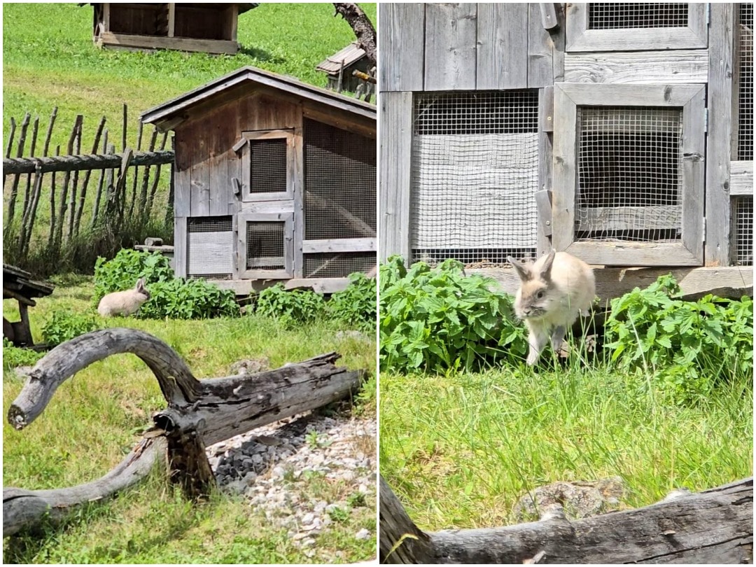 義大利 多洛米蒂景點 Parco Cervi Sompunt – Alta Badia。免費景點，風景如畫的鹿園，可以欣賞梅花鹿群和迷人景緻