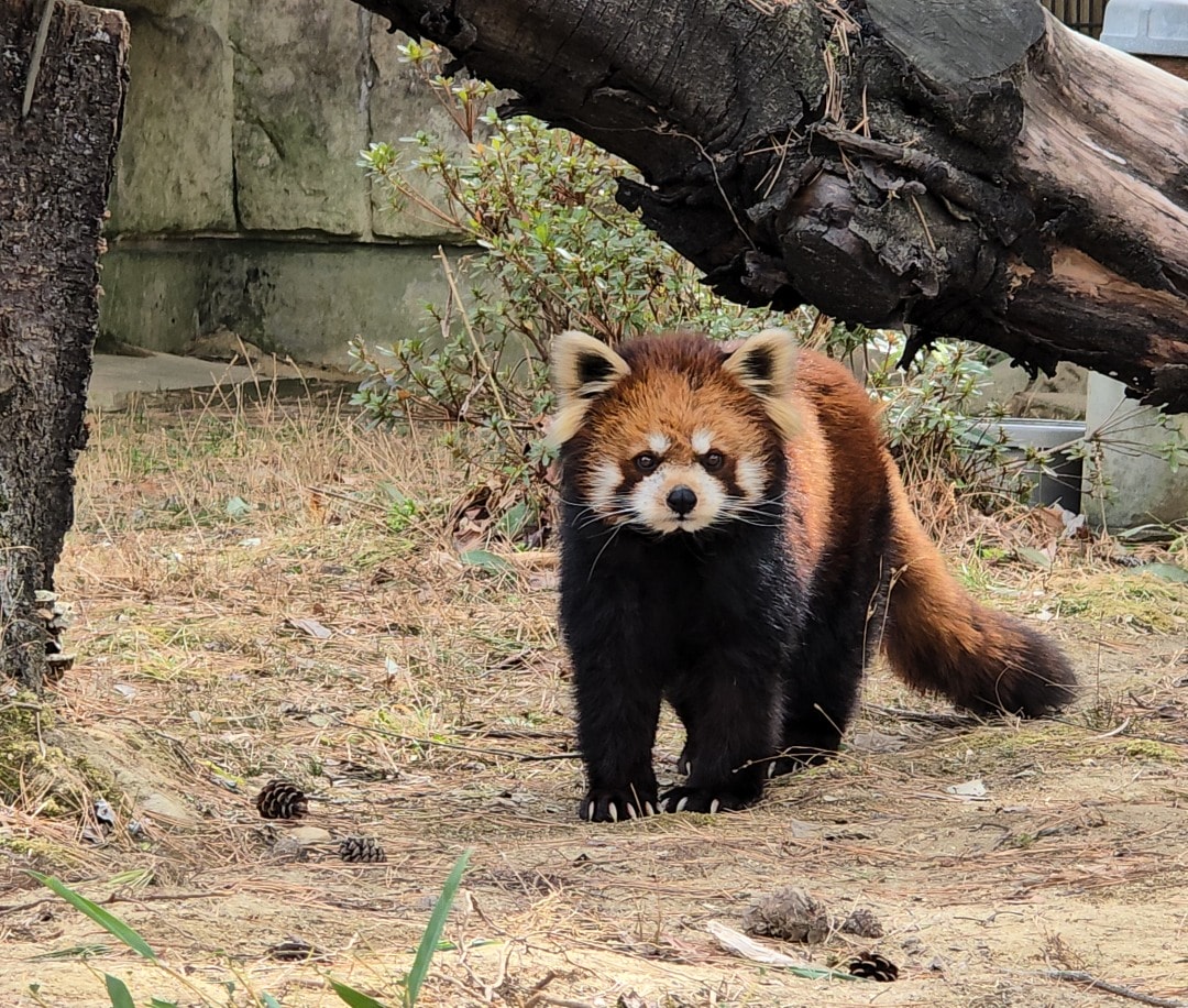 仙台市八木山動物公園。仙台親子半日遊推薦，交通超方便的動物園散步時光