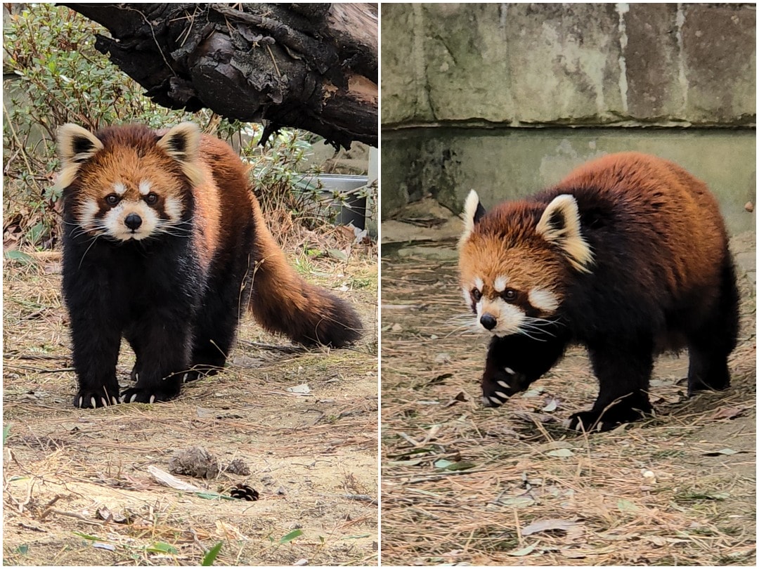 仙台市八木山動物公園。仙台親子半日遊推薦，交通超方便的動物園散步時光