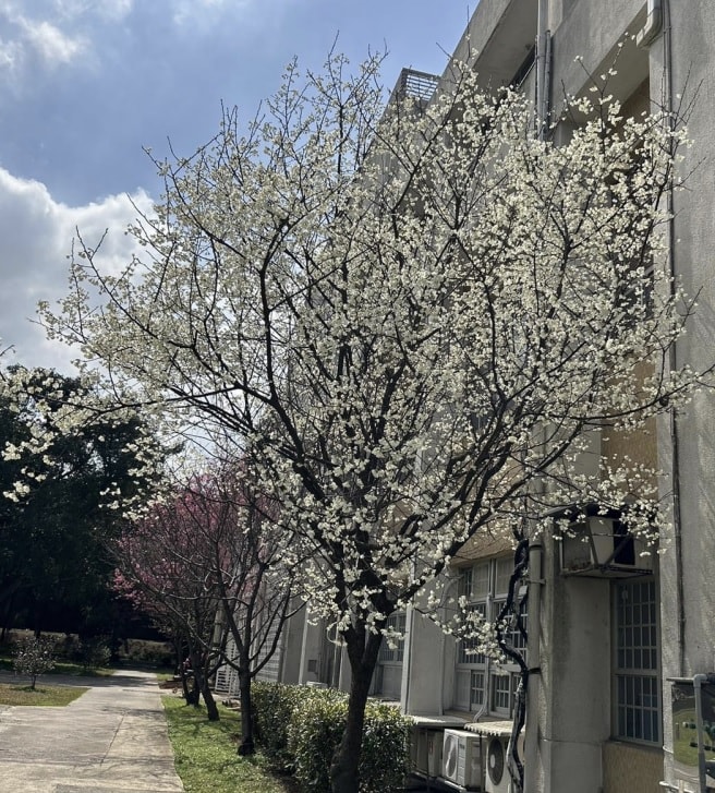 中央大學賞花地圖。春日散策，從粉嫩櫻花季到湖畔雪白流蘇