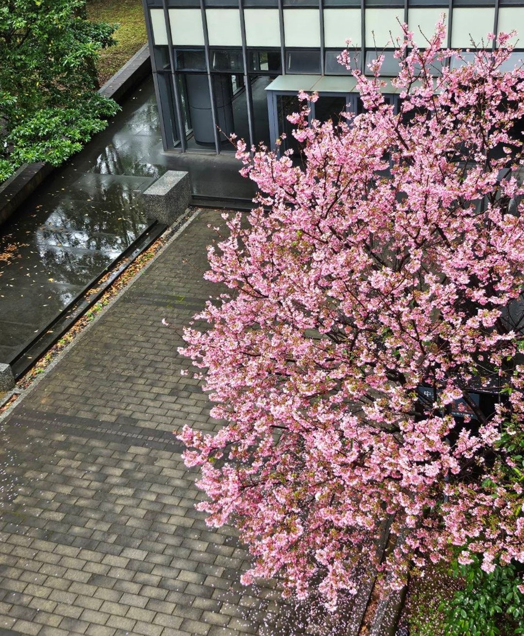 中央大學賞花地圖。春日散策，從粉嫩櫻花季到湖畔雪白流蘇