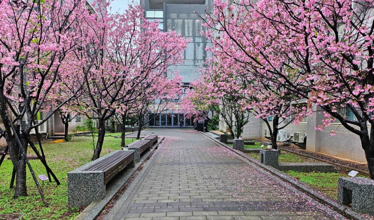 中央大學賞花地圖。春日散策，從粉嫩櫻花季到湖畔雪白流蘇