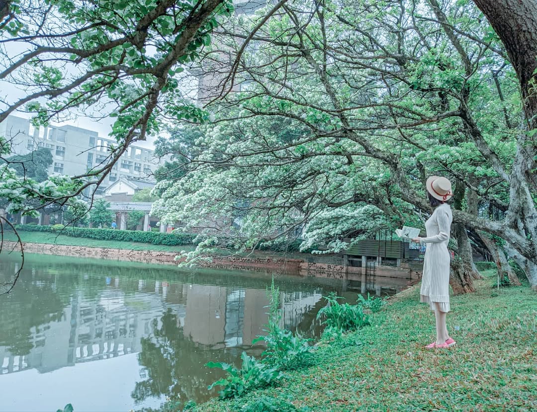 中央大學賞花地圖。春日散策，從粉嫩櫻花季到湖畔雪白流蘇