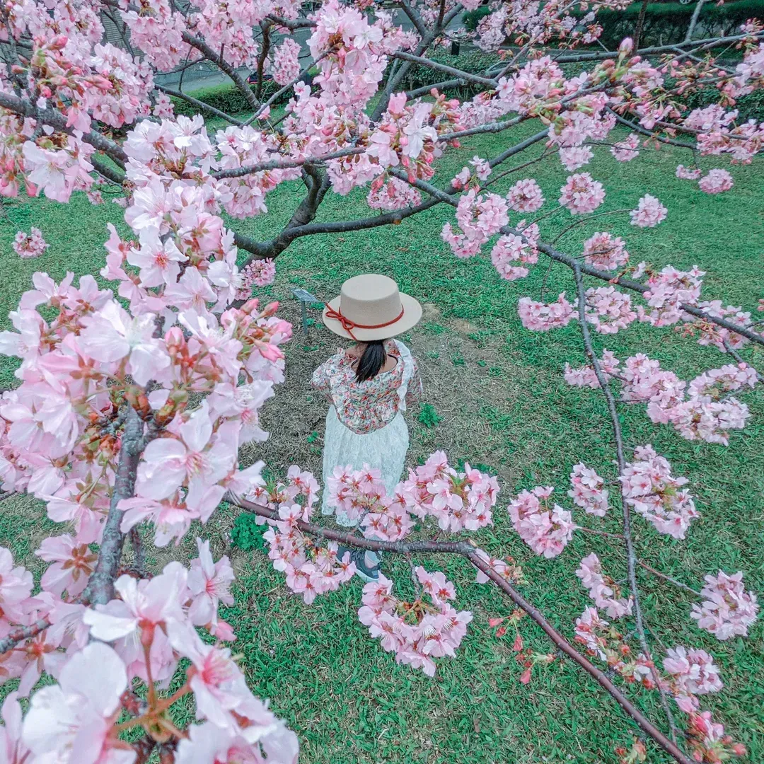 中央大學賞花地圖。春日散策，從粉嫩櫻花季到湖畔雪白流蘇