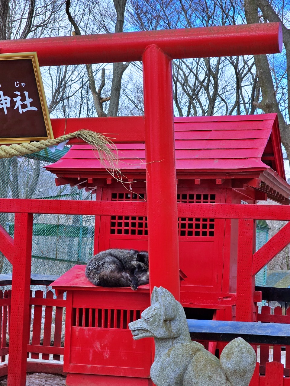 藏王狐狸村。仙台周邊一日遊景點，與百隻狐狸在雪地森林相遇