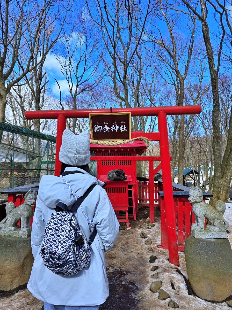 藏王狐狸村。仙台周邊一日遊景點，與百隻狐狸在雪地森林相遇