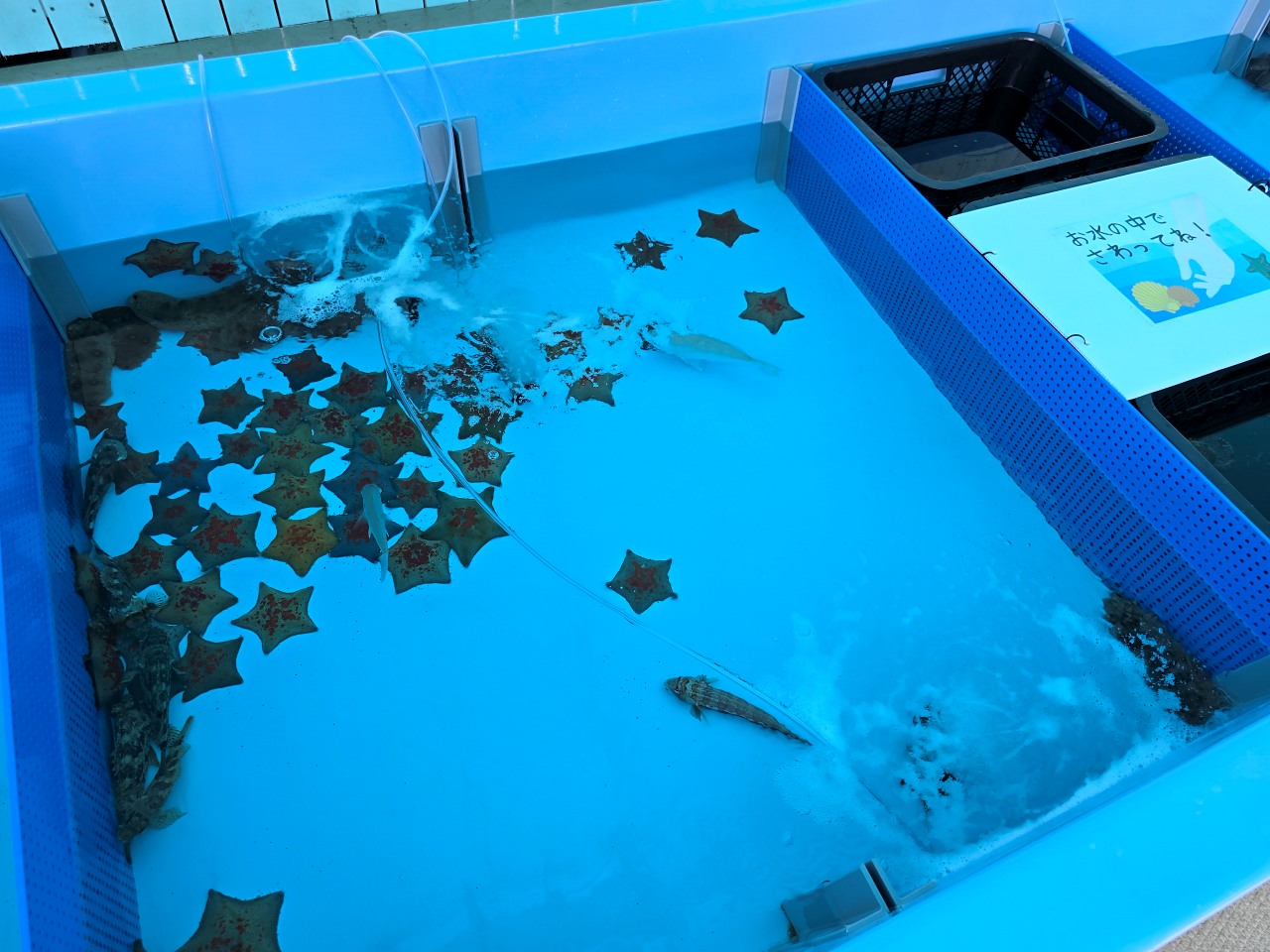 九州熊本 天草珍珠中心 & Wakuwaku 海中水族館 海洋甜甜圈。漂浮海上的圓形水族館、近距離和海豚互動