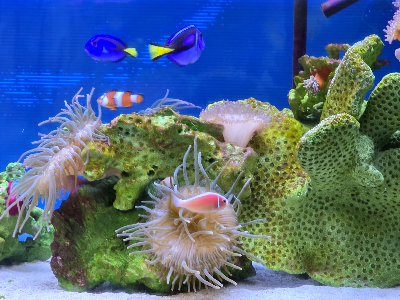 九州熊本 天草珍珠中心 & Wakuwaku 海中水族館 海洋甜甜圈。漂浮海上的圓形水族館、近距離和海豚互動