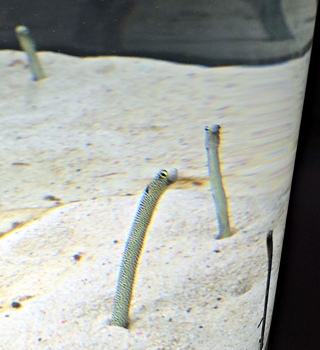 九州熊本 天草珍珠中心 & Wakuwaku 海中水族館 海洋甜甜圈。漂浮海上的圓形水族館、近距離和海豚互動