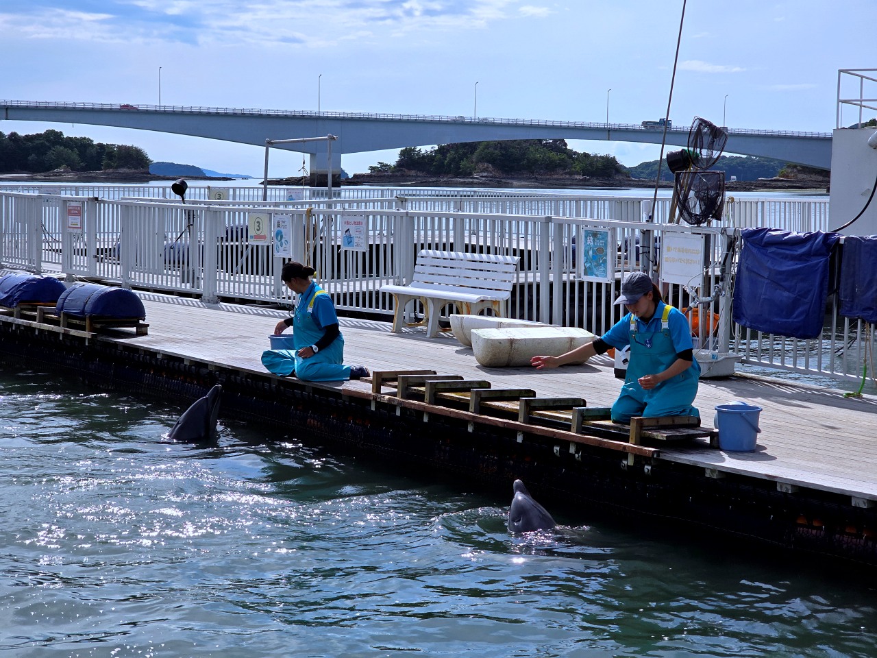 九州熊本 天草珍珠中心 & Wakuwaku 海中水族館 海洋甜甜圈。漂浮海上的圓形水族館、近距離和海豚互動