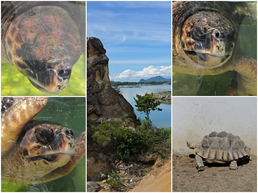 九州熊本 天草珍珠中心 & Wakuwaku 海中水族館 海洋甜甜圈。漂浮海上的圓形水族館、近距離和海豚互動