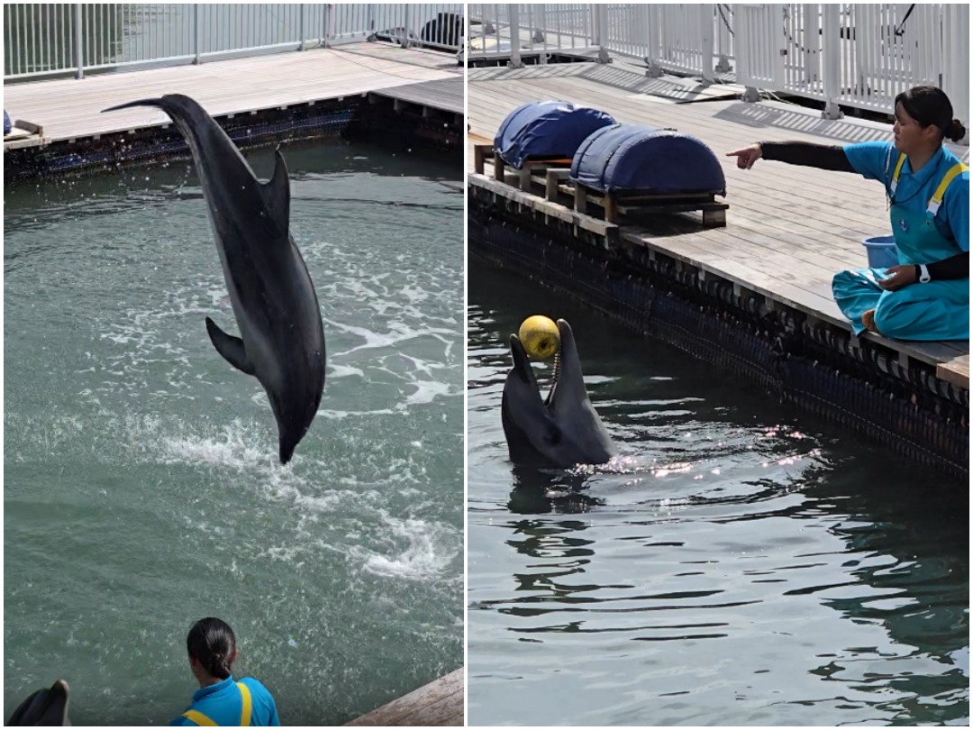 九州熊本 天草珍珠中心 & Wakuwaku 海中水族館 海洋甜甜圈。漂浮海上的圓形水族館、近距離和海豚互動